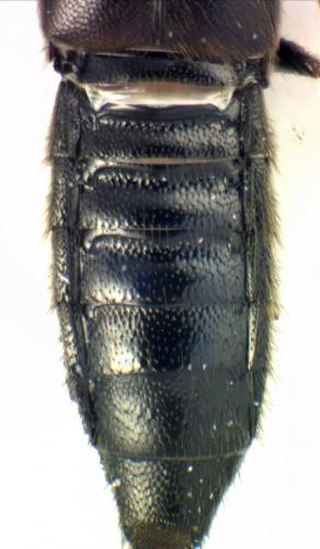 Aleochara sp.