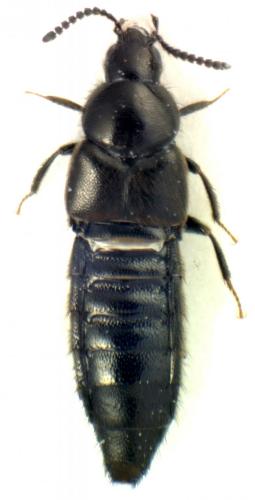 Aleochara sp.