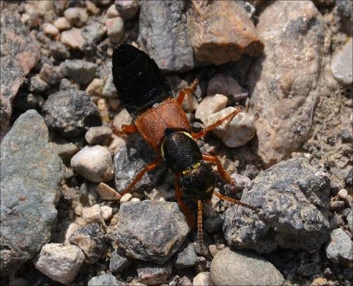 Réf. 117 147 : Staphylinus dimidiaticornis