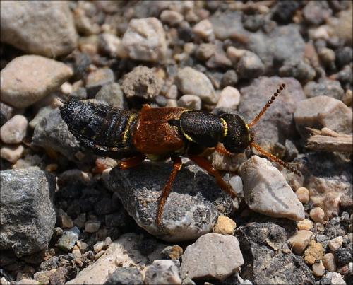 Réf. 117 149 : Staphylinus dimidiaticornis