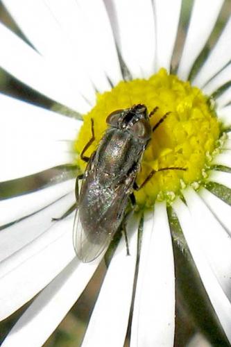 Stomorhina lunata