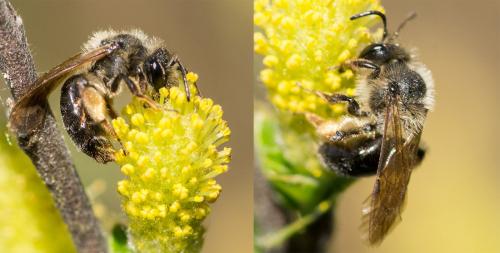 Andrena sp.