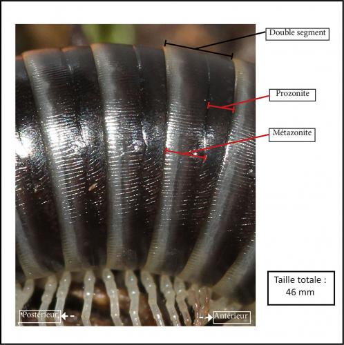Ommatoiulus sabulosus aimatopodus