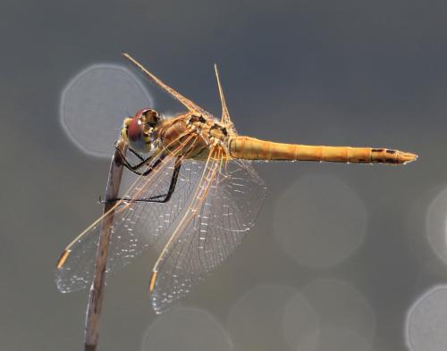 Réf. 117 159 : Sympetrum fonscolombii
