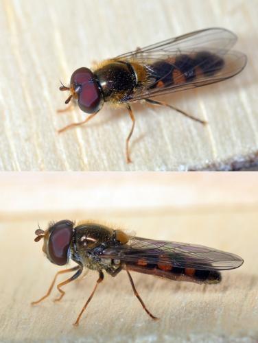 Meligramma triangulifera