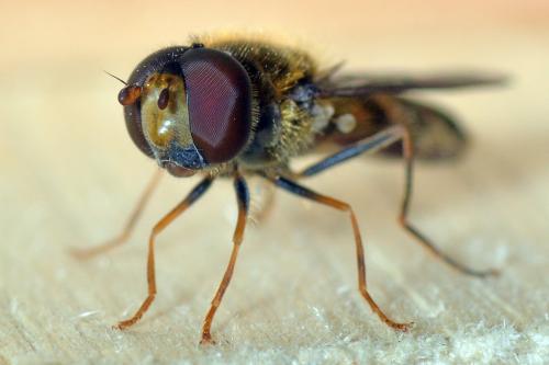 Meligramma triangulifera