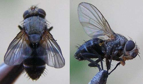 Actia sp.