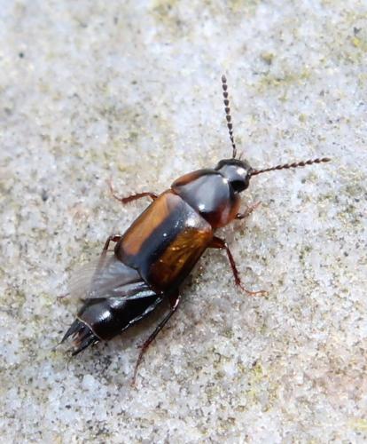 Réf. 117 341 : Tachinus subterraneus