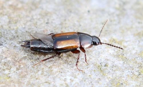 Réf. 117 342 : Tachinus subterraneus