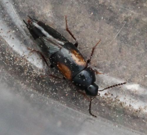 Réf. 117 343 : Tachinus subterraneus