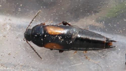 Réf. 117 344 : Tachinus subterraneus