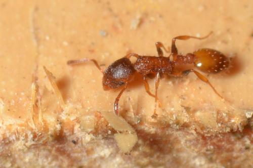 Temnothorax sp.