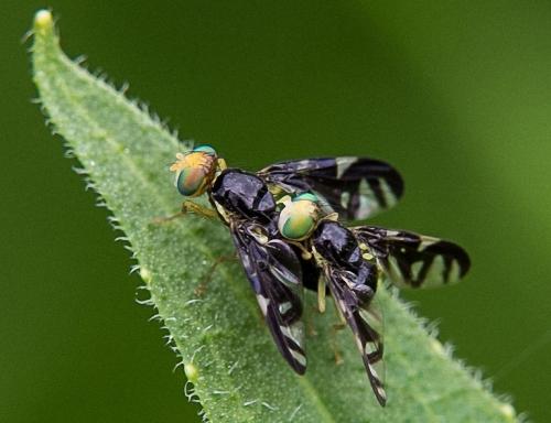 Réf. 117 221 : Euleia heraclei
