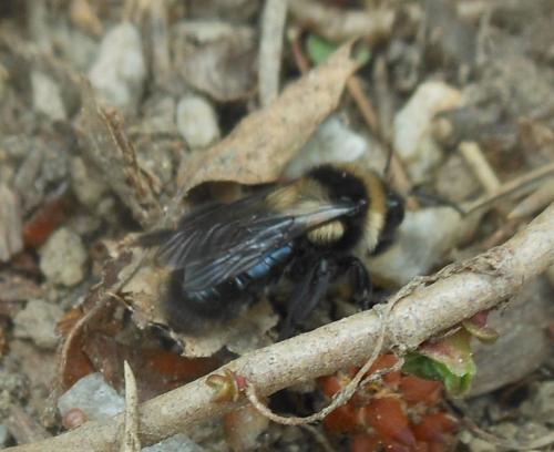 Andrena sp.