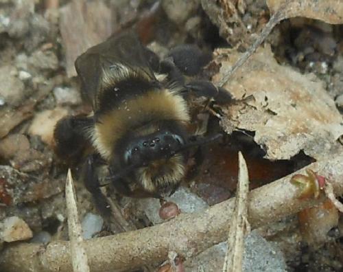 Andrena sp.