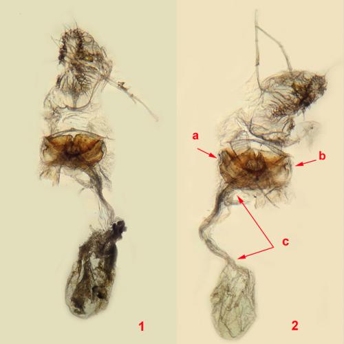 Réf. 117 727 : Thera obeliscata