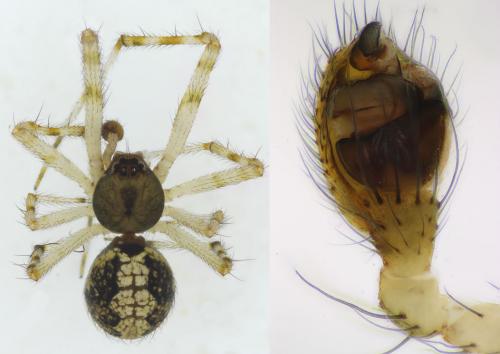 Theridion asopi
