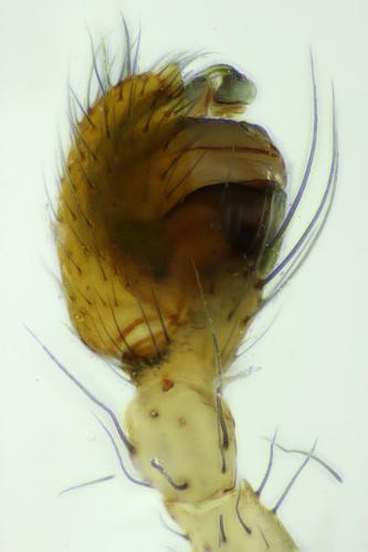 Theridion asopi