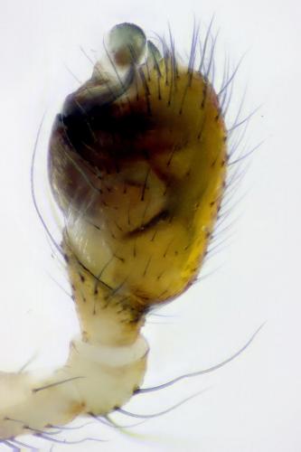 Theridion asopi