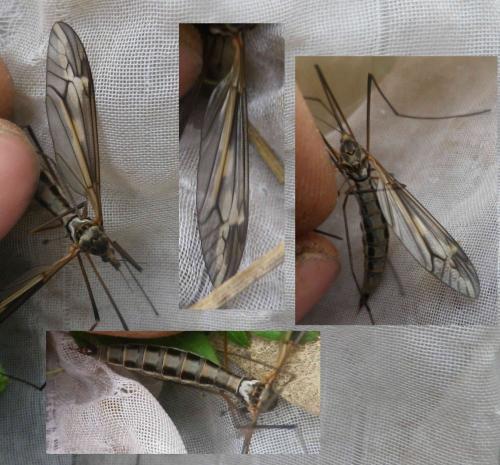 Tipula vittata