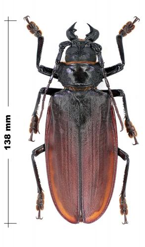 Réf. 117 120 : Titanus giganteus