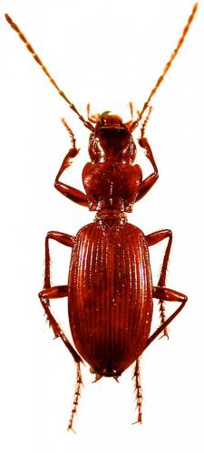 Pterostichus ochsi