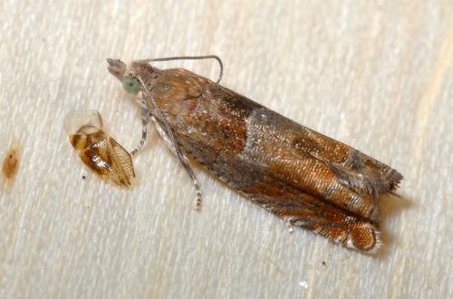 Epinotia tenerana
