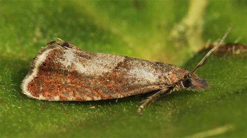Réf. 117 225 : Dichrorampha acuminatana
