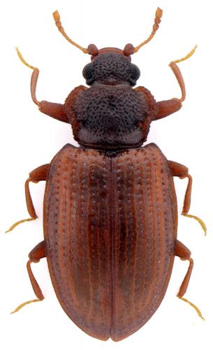 Enicmus atriceps