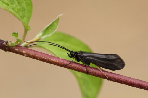 Réf. 117 525 : Notidobia ciliaris