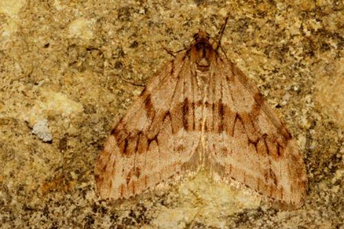Réf. 117 498 : Trichopteryx polycommata