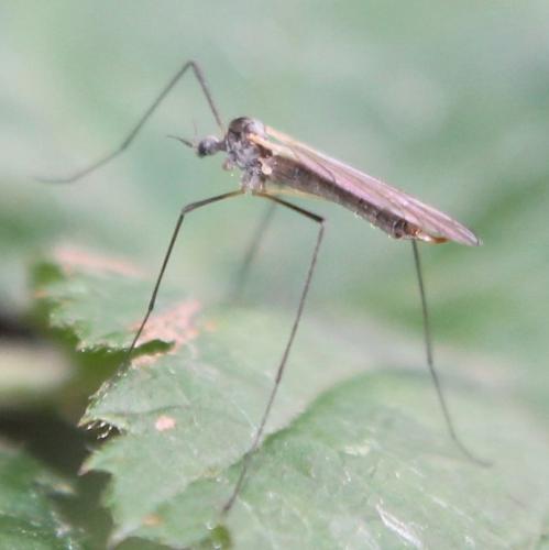 Tricyphona immaculata