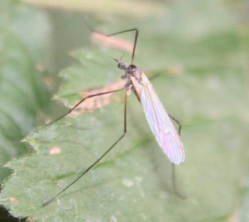 Tricyphona immaculata