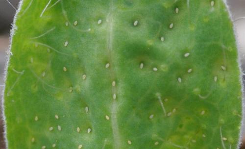Trioza proxima