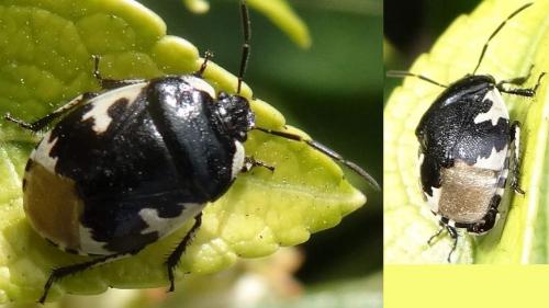 Réf. 117 151 : Tritomegas bicolor