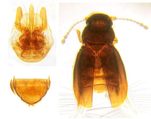 Ptilium exaratum