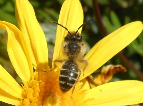 Andrena flavipes