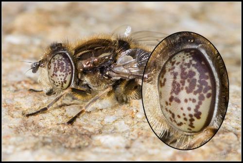Réf. 117 641 : Eristalinus sepulchralis