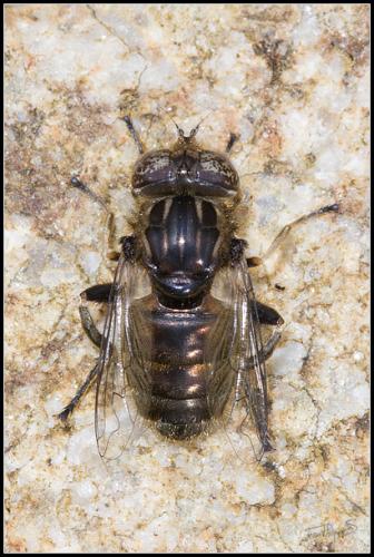 Réf. 117 642 : Eristalinus sepulchralis
