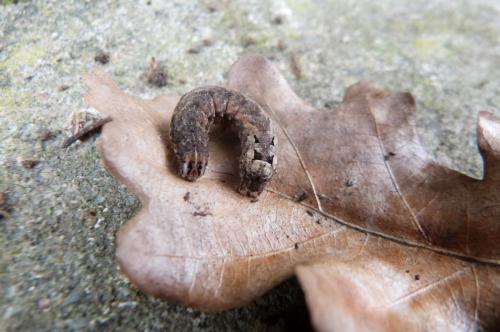 Noctua sp.