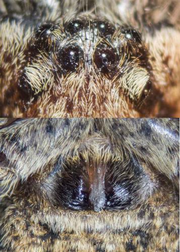 Réf. 117 833 : Zoropsis spinimana