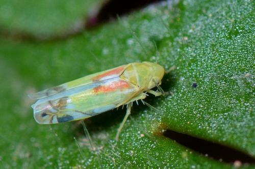 Zyginella pulchra