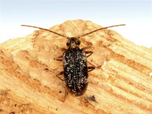 Dignomus jacqueti
