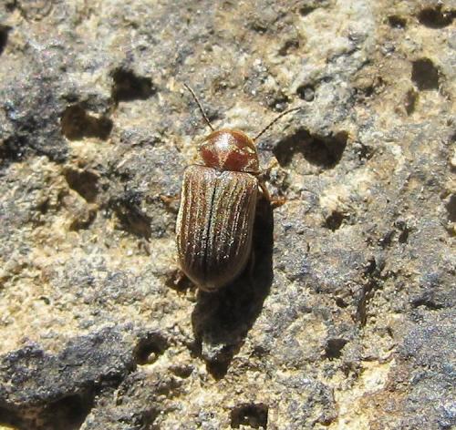 Réf. 117 202 : Xyletinus bucephalus