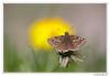 117674 – Photo : Denis Girard – France (74)