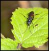 117536 – Photo : Josselyne Bayle – France (33)