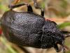 117349 – Photo : Arthropa - Benoit Martha – France (29)