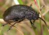 117350 – Photo : Arthropa - Benoit Martha – France (29)