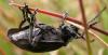 117351 – Photo : Arthropa - Benoit Martha – France (29)