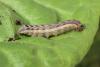117584 – Photo : Insectesidf – France (61)